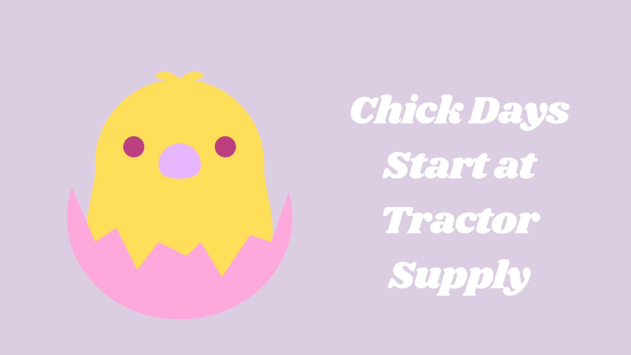 When Does Tractor Supply Get New Chicks? (days, Months + Other FAQ